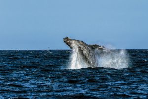 Grey Whale jumping out of the water in Cabo
